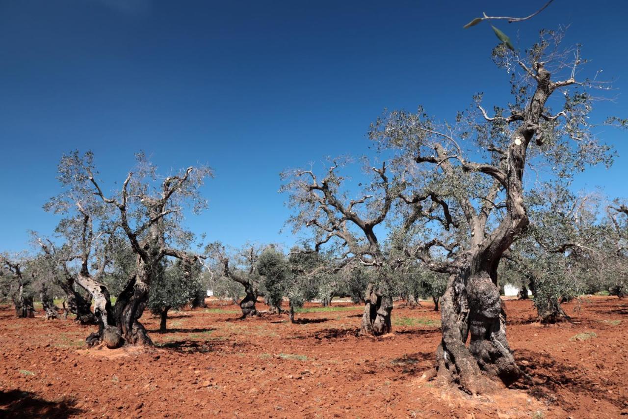 Masseria Conca D'Oro Ostuni Dış mekan fotoğraf