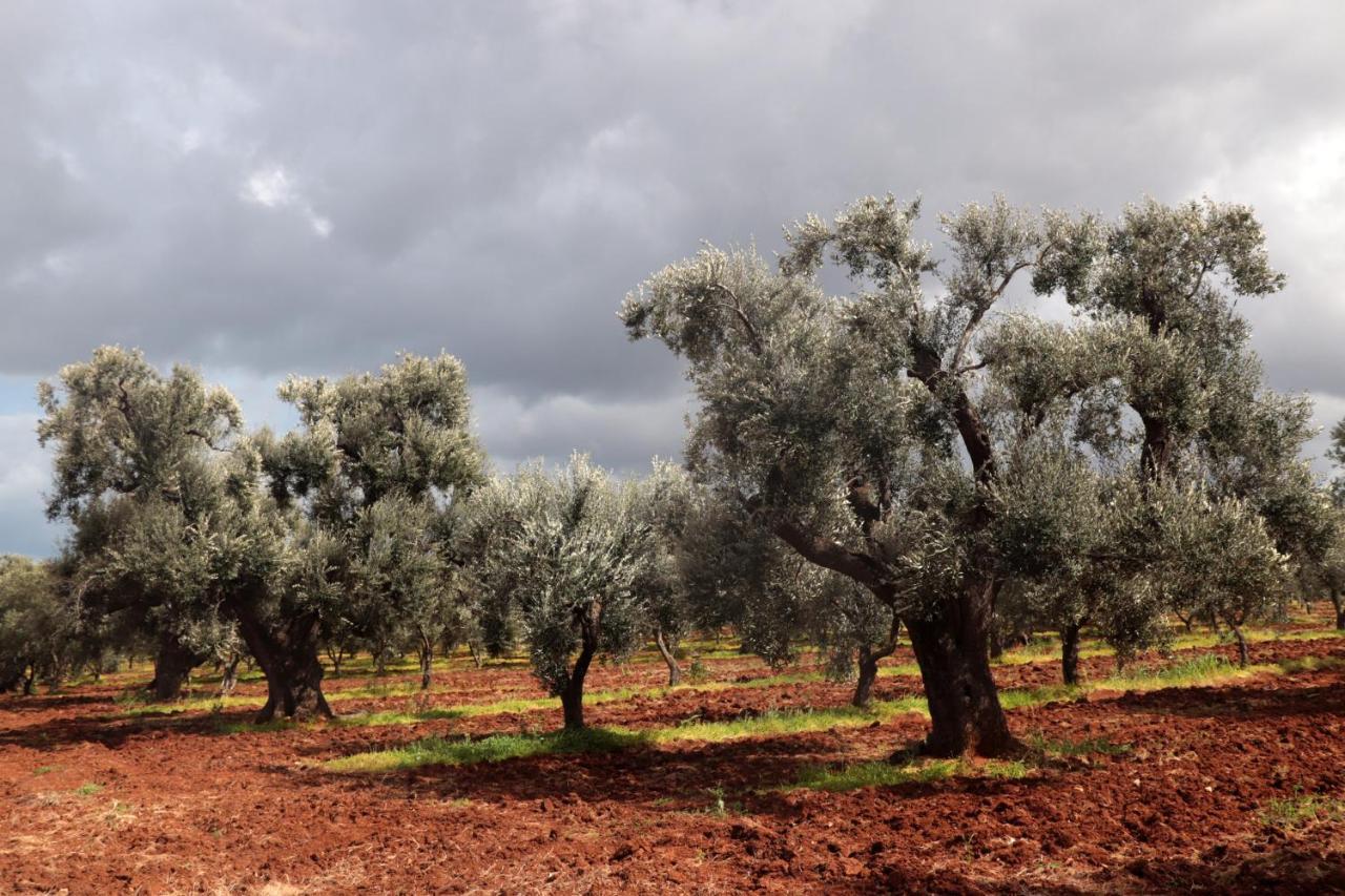 Masseria Conca D'Oro Ostuni Dış mekan fotoğraf