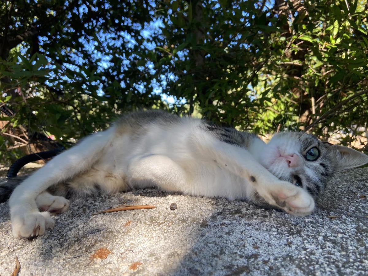 Masseria Conca D'Oro Ostuni Dış mekan fotoğraf